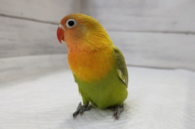 ヤマブキボタンインコ