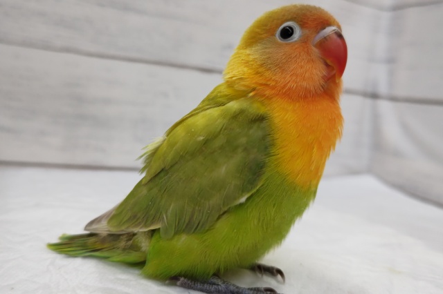 ヤマブキボタンインコ