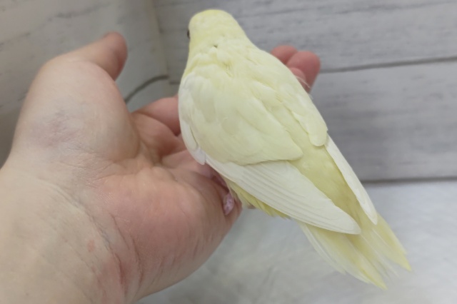 サザナミインコ