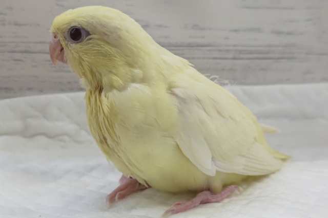 サザナミインコ