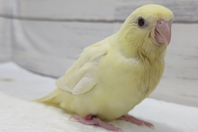 サザナミインコ