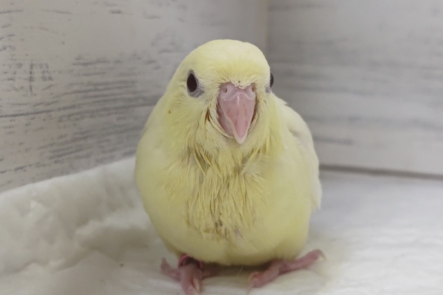 サザナミインコ