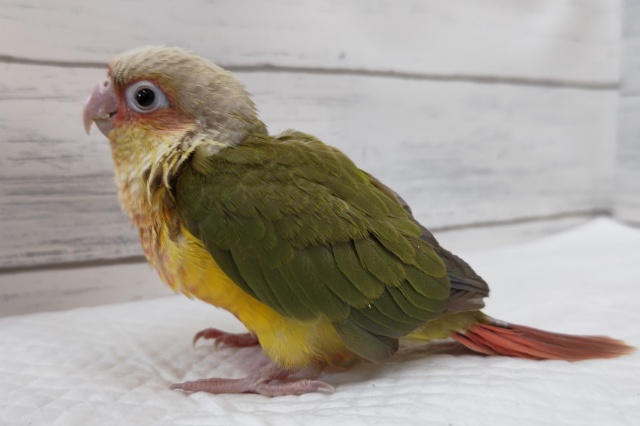 ホオミドリウロコインコ