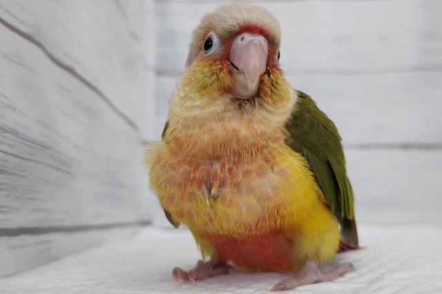 ホオミドリウロコインコ