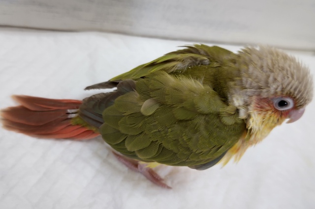 ホオミドリウロコインコ