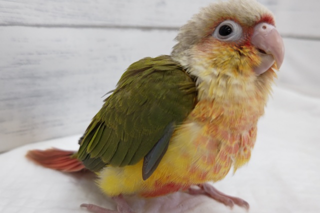 ホオミドリウロコインコ