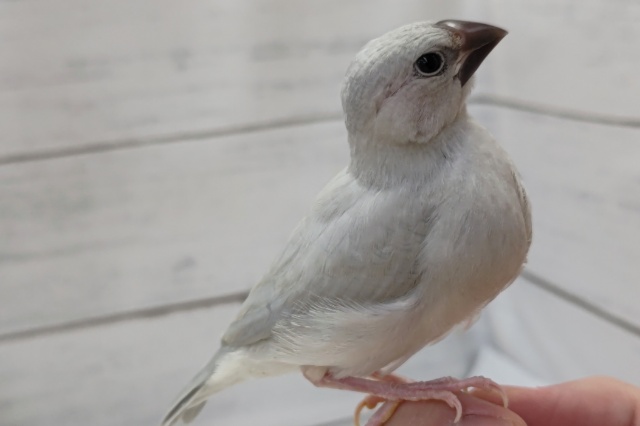 シルバー文鳥