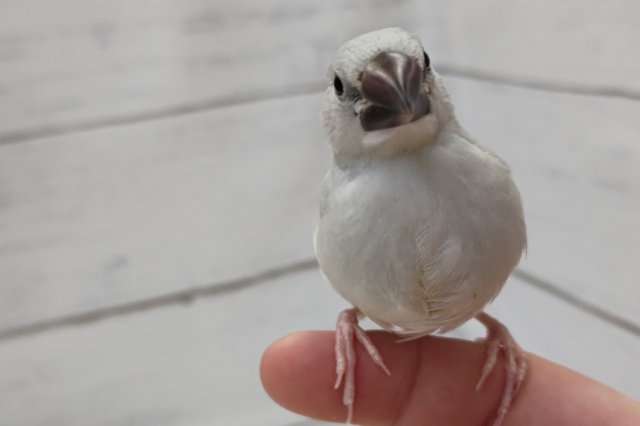 シルバー文鳥