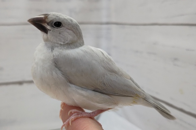 シルバー文鳥