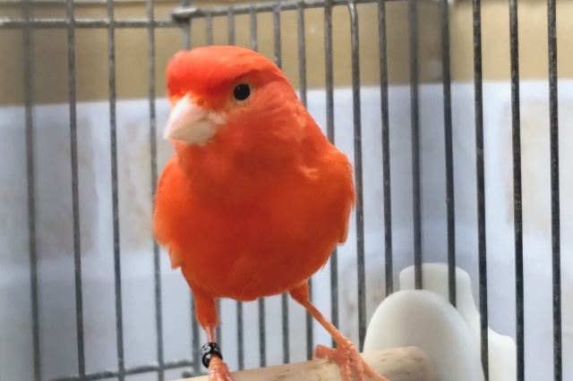 赤カナリア