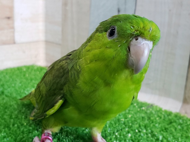 サザナミインコ