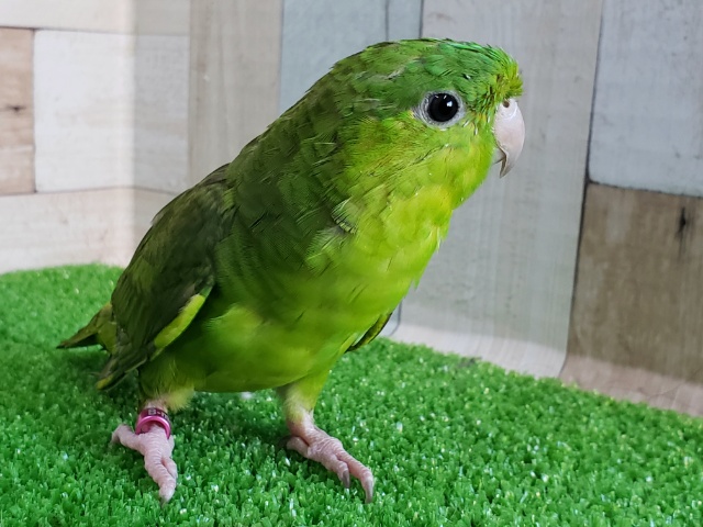 サザナミインコ