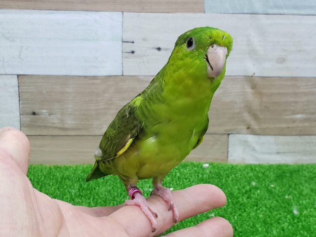 サザナミインコ