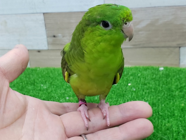 サザナミインコ