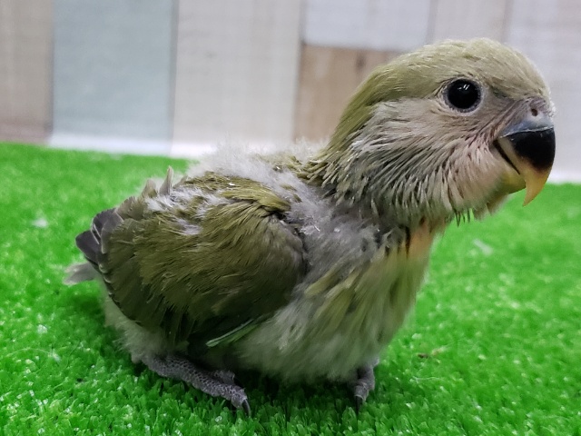 コザクラインコ（小桜インコ）