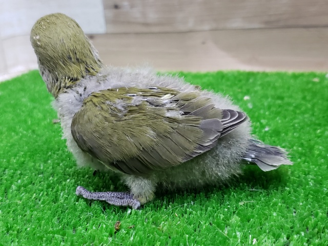 コザクラインコ（小桜インコ）