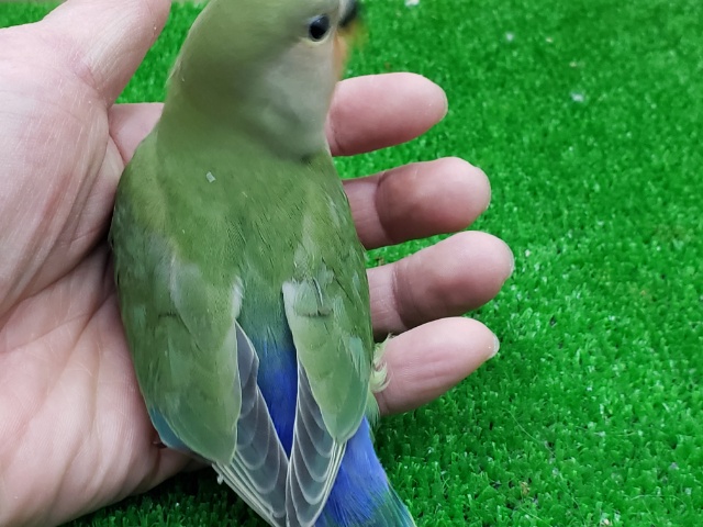 コザクラインコ（小桜インコ）