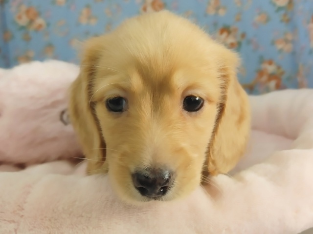 ミニチュアダックス