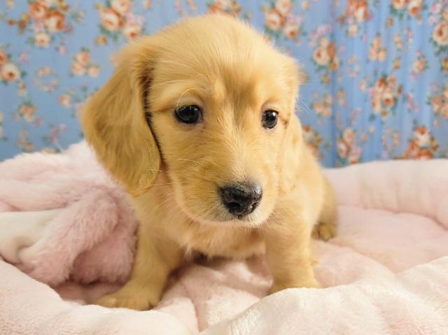 ミニチュアダックス