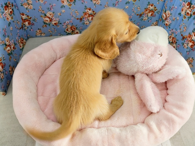 ミニチュアダックス