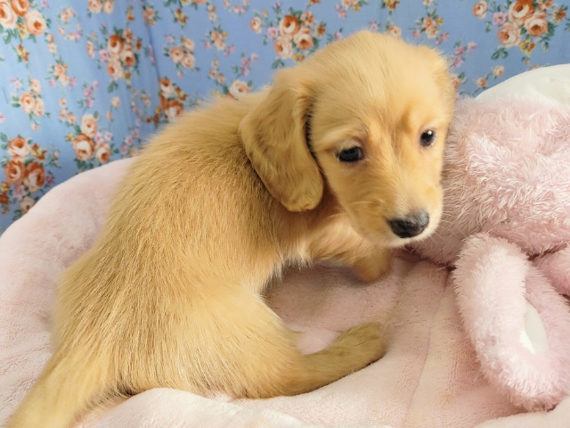 ミニチュアダックス