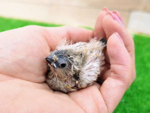 錦花鳥（キンカチョウ）