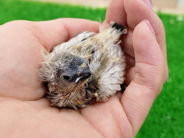 錦花鳥（キンカチョウ）