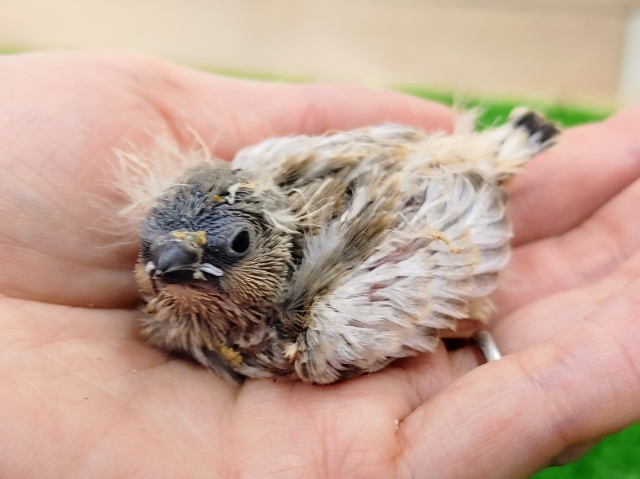 錦花鳥（キンカチョウ）