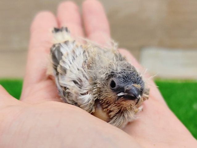 錦花鳥（キンカチョウ）