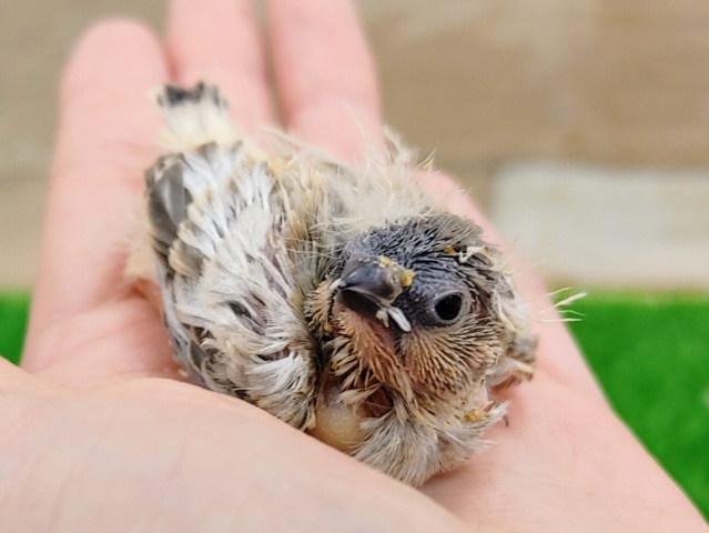 錦花鳥（キンカチョウ）