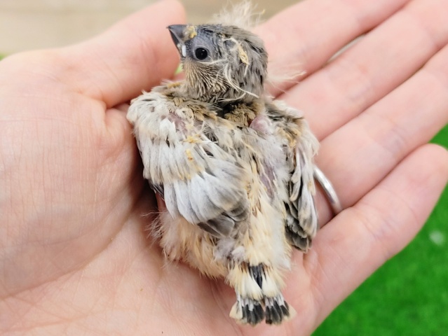 錦花鳥（キンカチョウ）