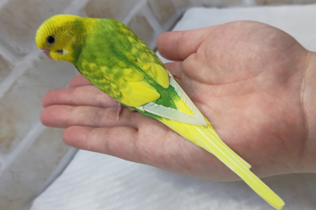 セキセイインコ