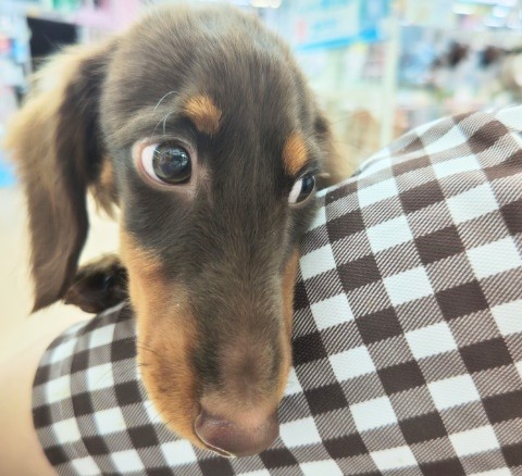 ミニチュアダックス