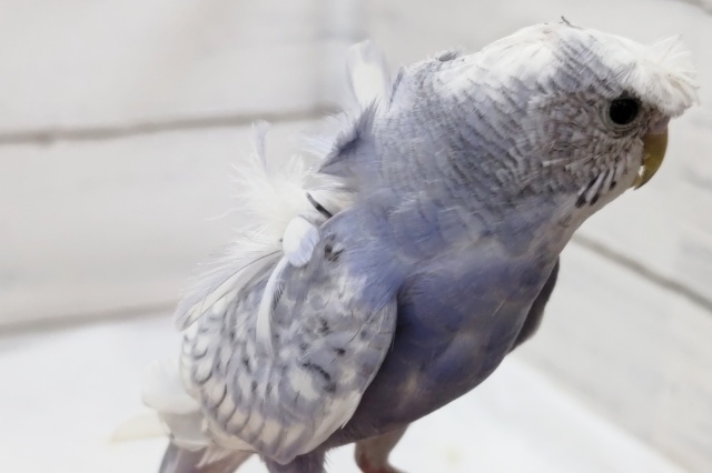 羽衣セキセイインコ