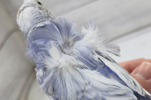 羽衣セキセイインコ