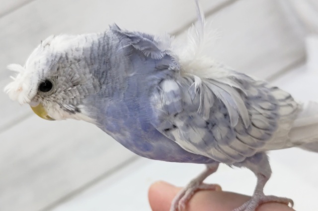 羽衣セキセイインコ