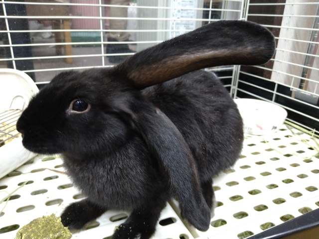 フレミッシュジャイアント