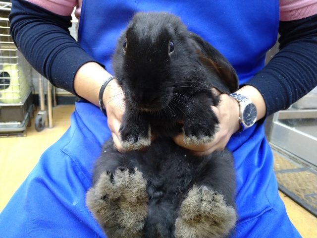 フレミッシュジャイアント