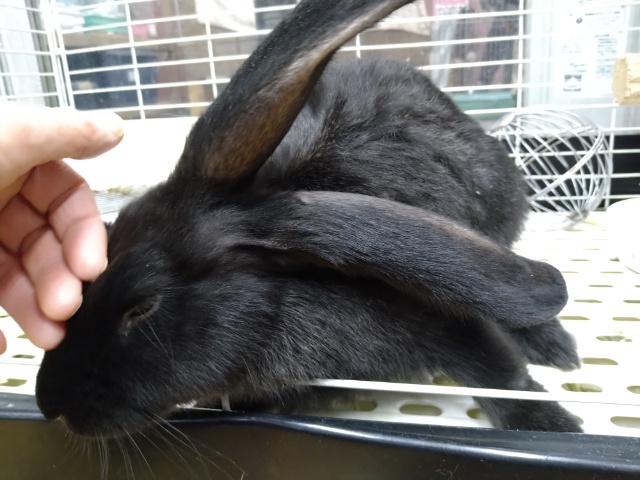 フレミッシュジャイアント