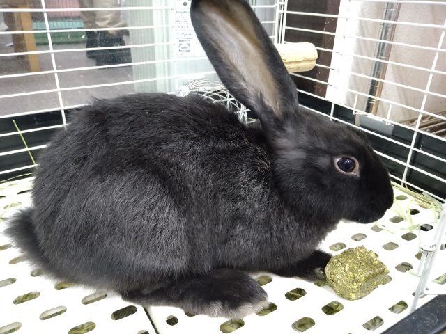 フレミッシュジャイアント