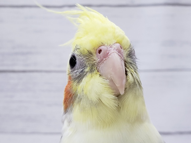 オカメインコ