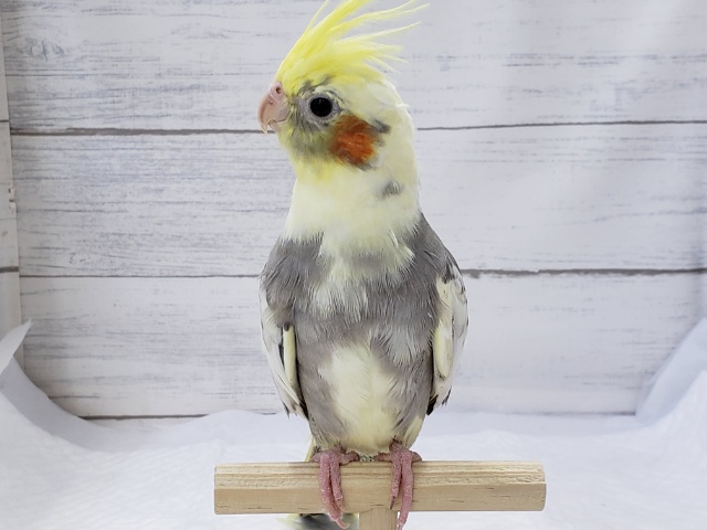 オカメインコ