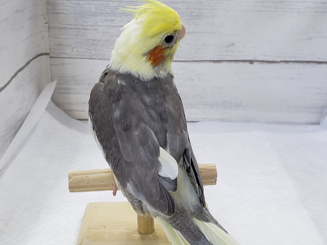 オカメインコ