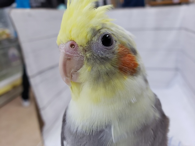 オカメインコ