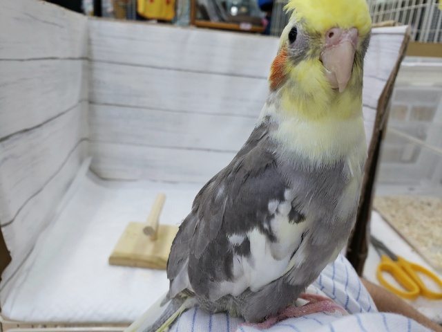 オカメインコ