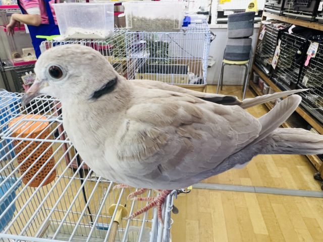 ジュズカケバト