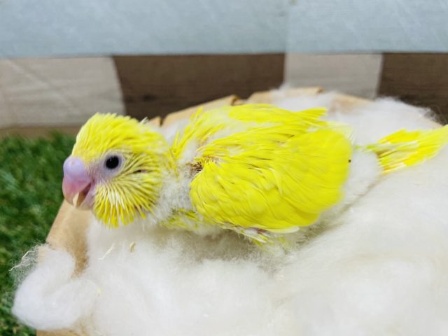 セキセイインコ