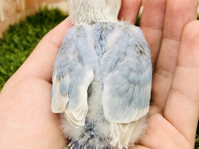 シロボタンインコ