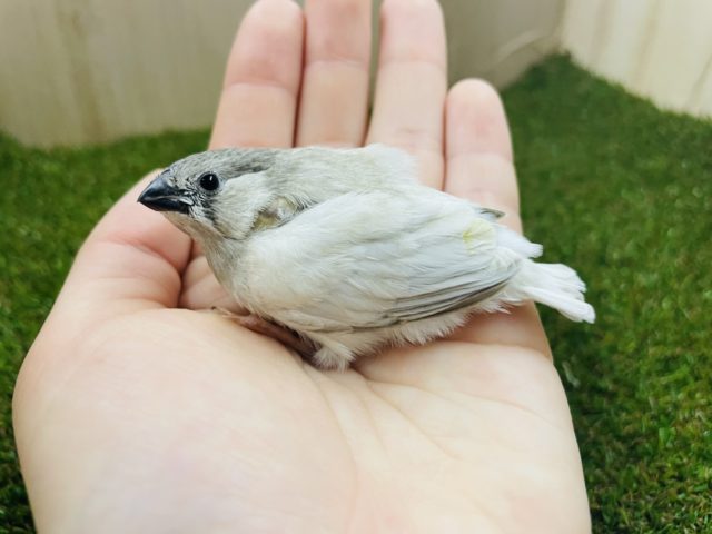 錦花鳥（キンカチョウ）