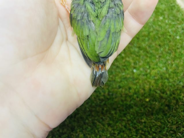 チモールセイコウチョウ